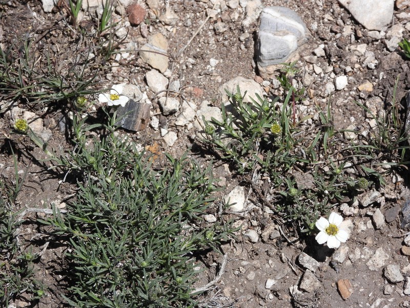 Zinnia guanajuatensis photo 2