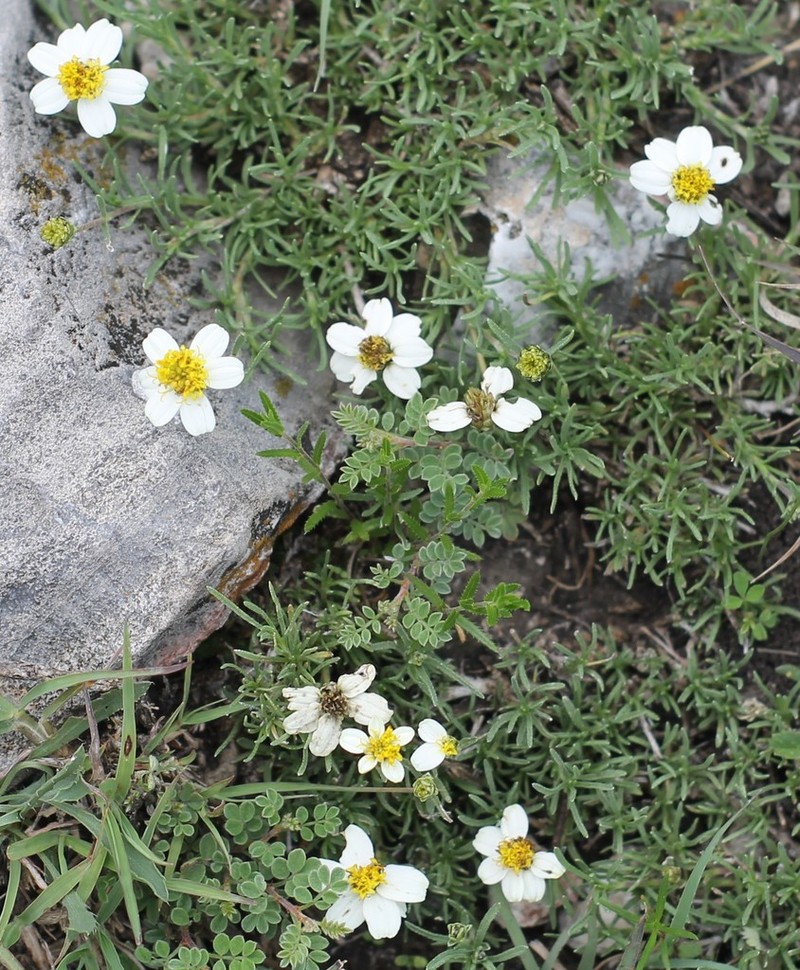 Zinnia guanajuatensis photo 3
