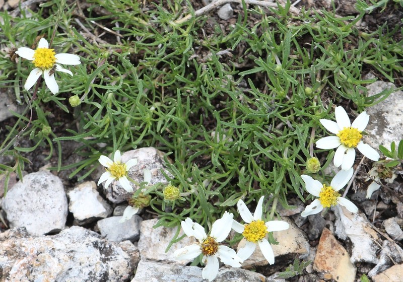 Zinnia guanajuatensis photo 4