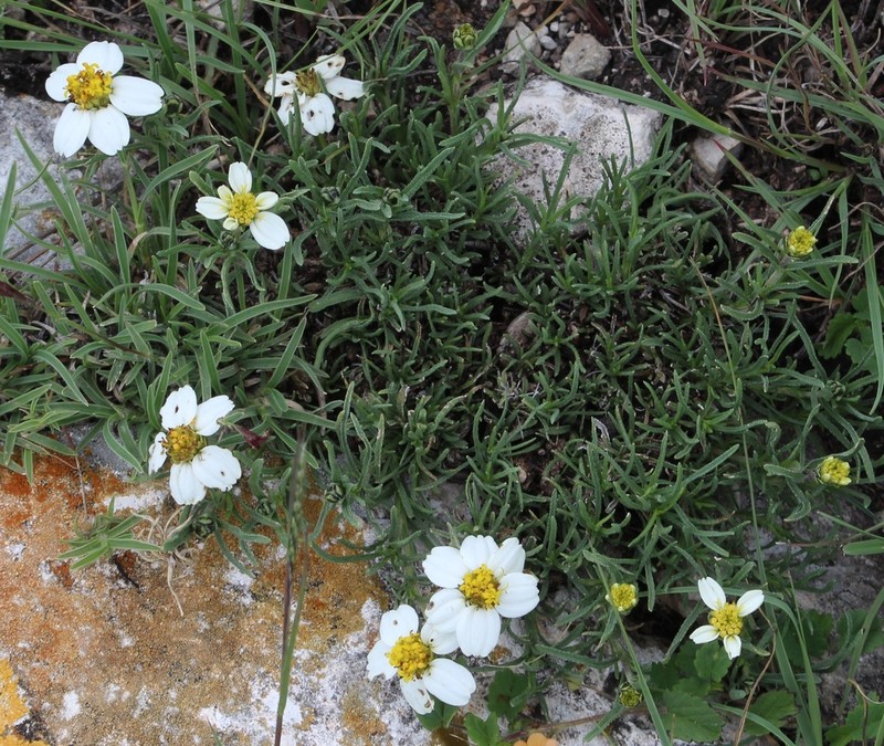 Zinnia guanajuatensis photo 6