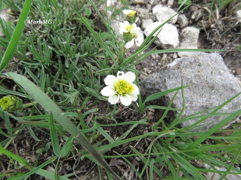 Zinnia guanajuatensis photo 7