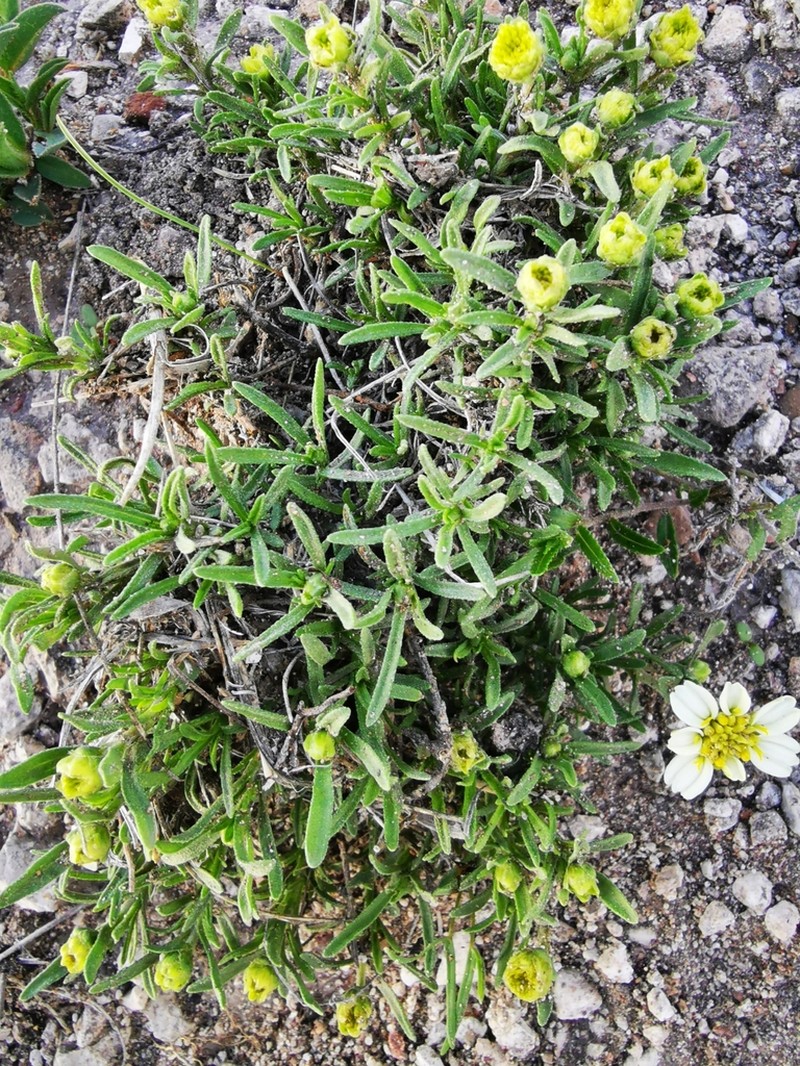 Zinnia guanajuatensis photo 8