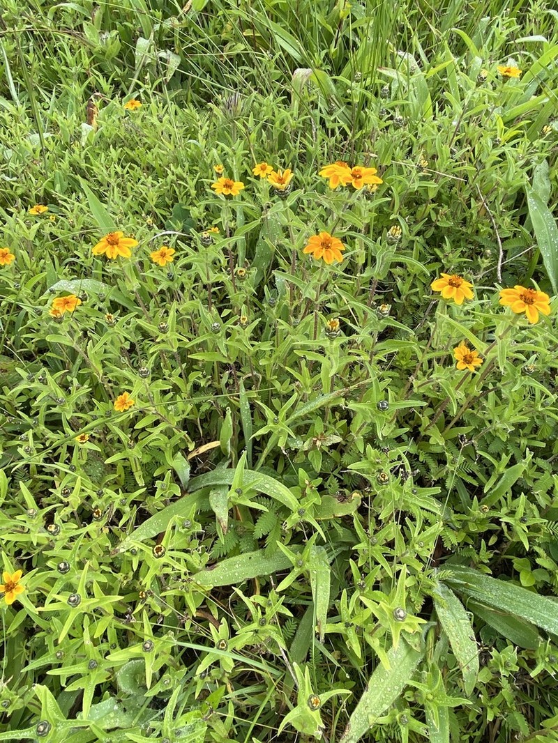 Zinnia haageana photo 2