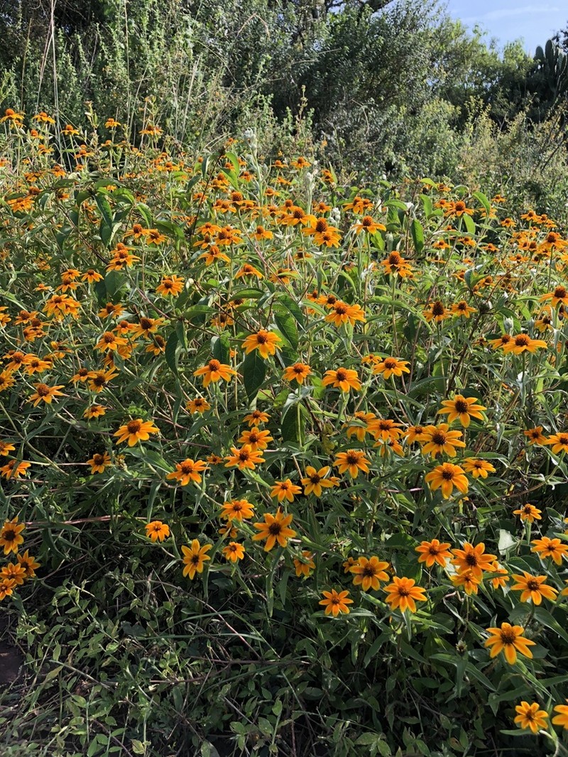Zinnia haageana photo 3