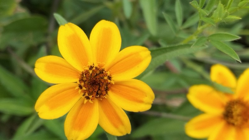 Zinnia haageana photo 4