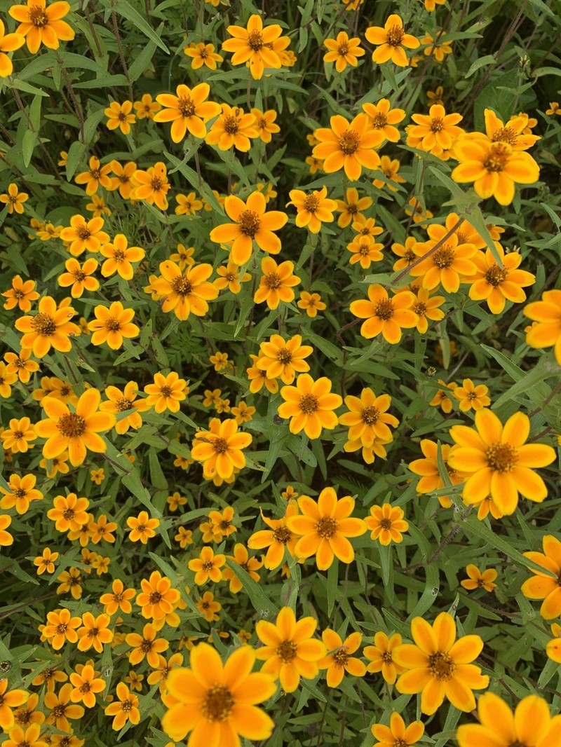 Zinnia haageana photo 5