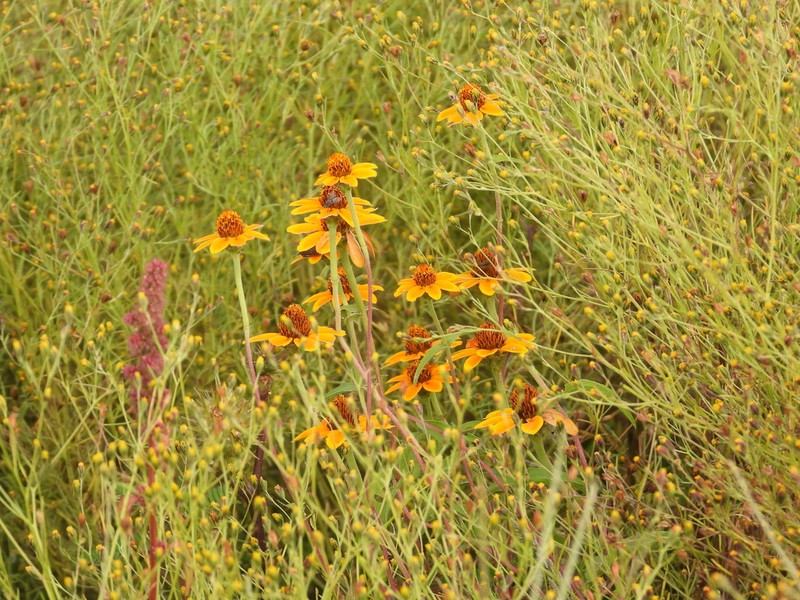 Zinnia haageana photo 6
