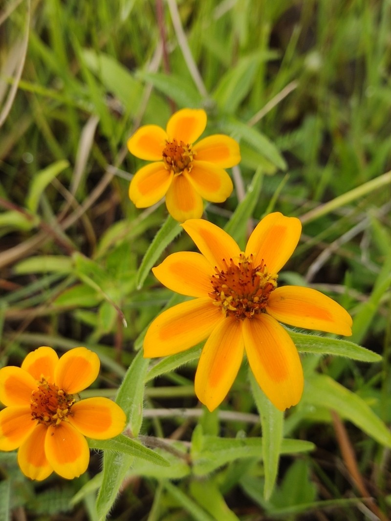 Zinnia haageana photo 7