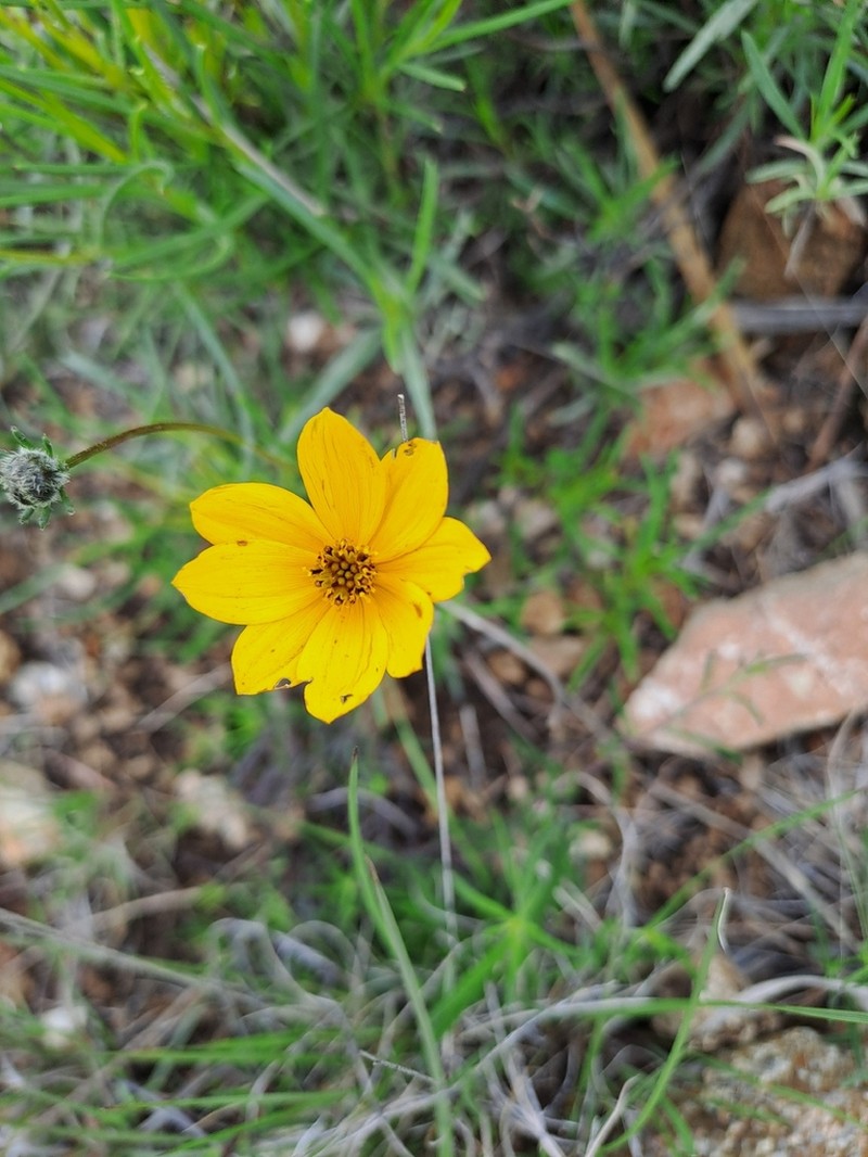 Zinnia juniperifolia