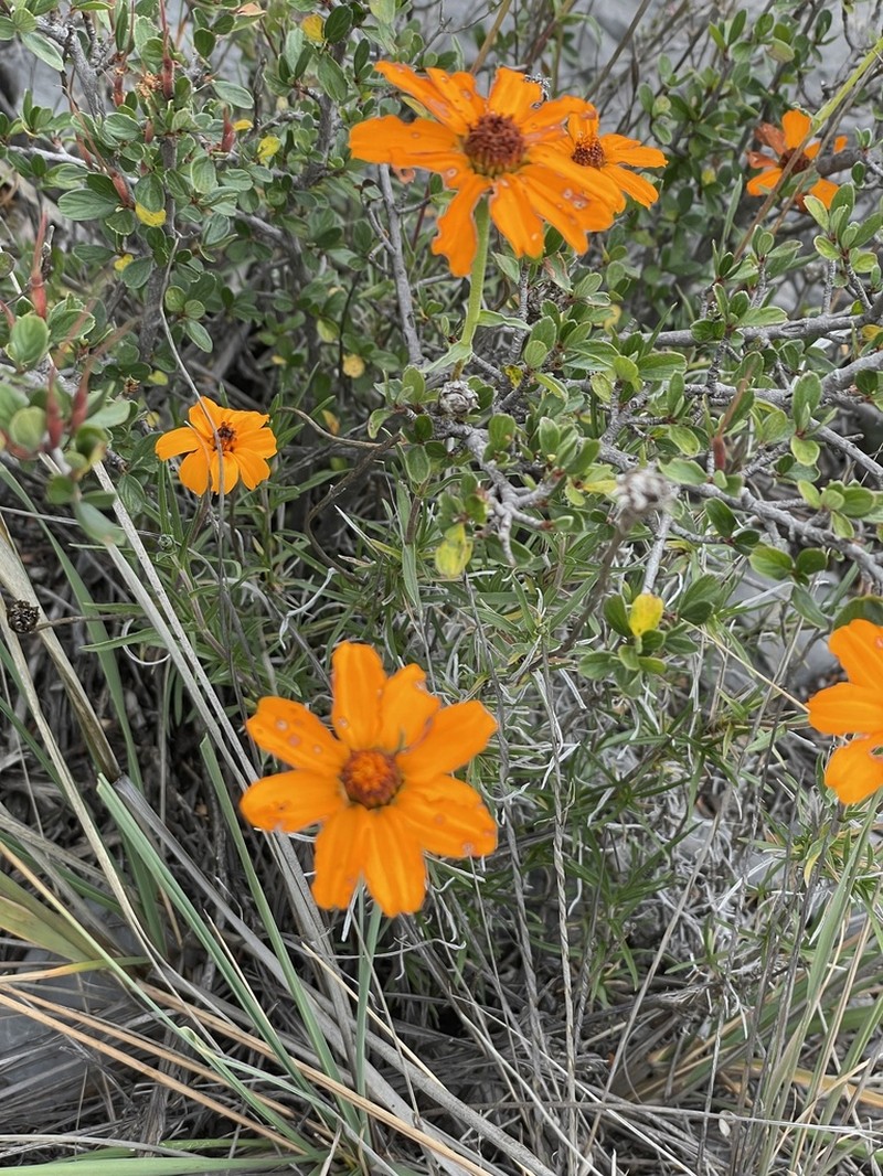 Zinnia juniperifolia photo 2