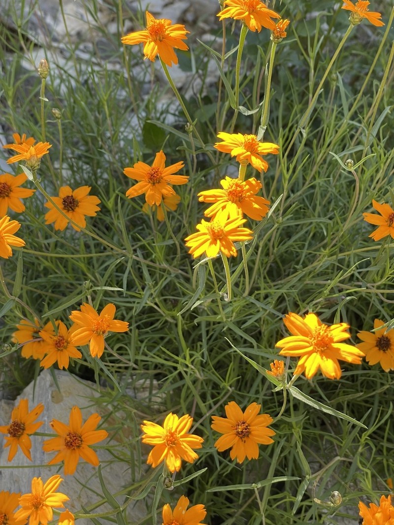 Zinnia juniperifolia photo 3