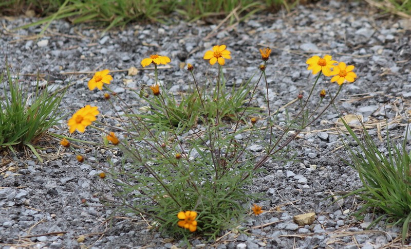 Zinnia juniperifolia photo 4