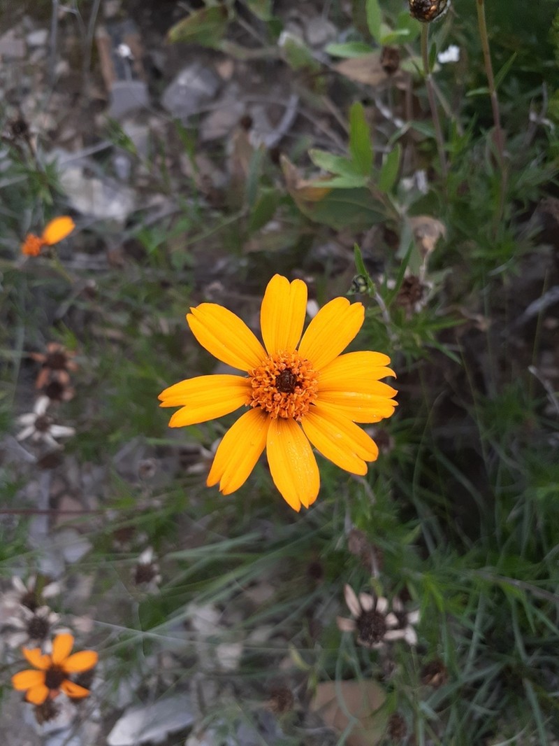 Zinnia juniperifolia photo 5