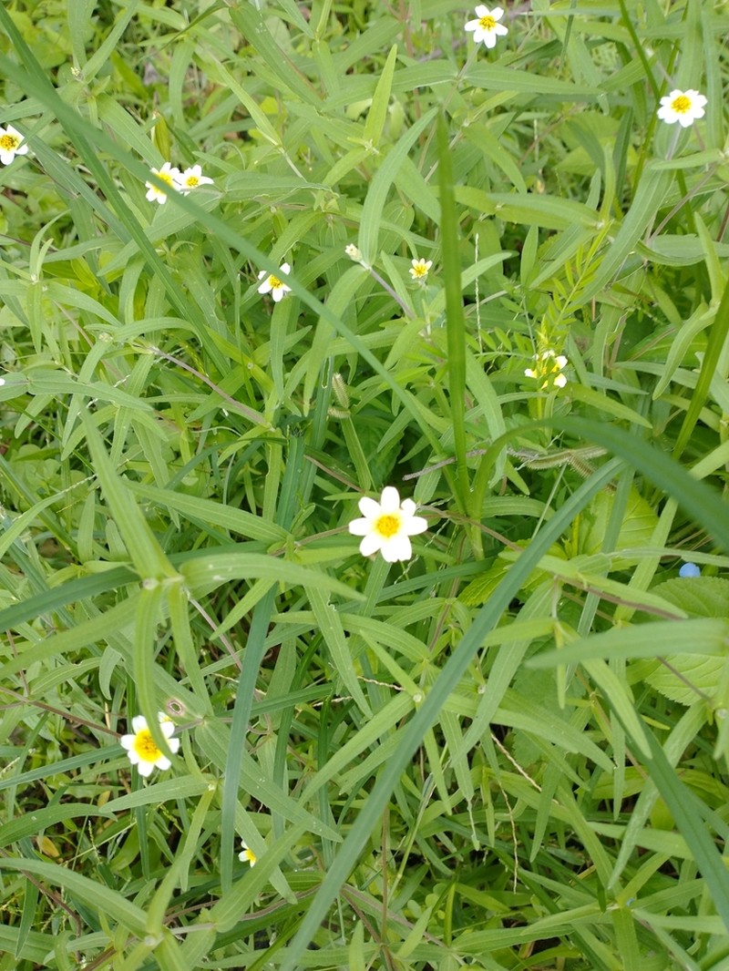 Zinnia leucoglossa