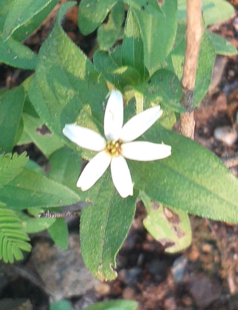 Zinnia leucoglossa photo 2