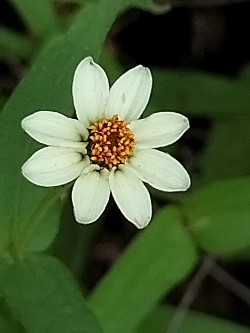 Zinnia leucoglossa photo 3