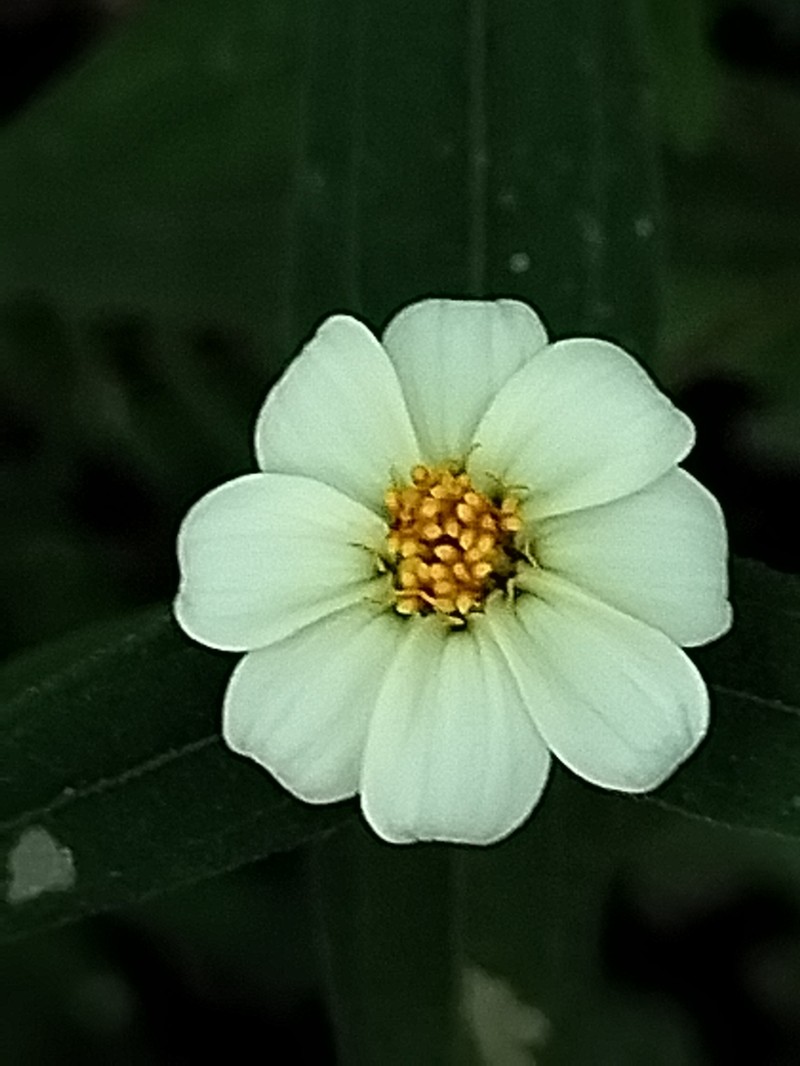 Zinnia leucoglossa photo 6