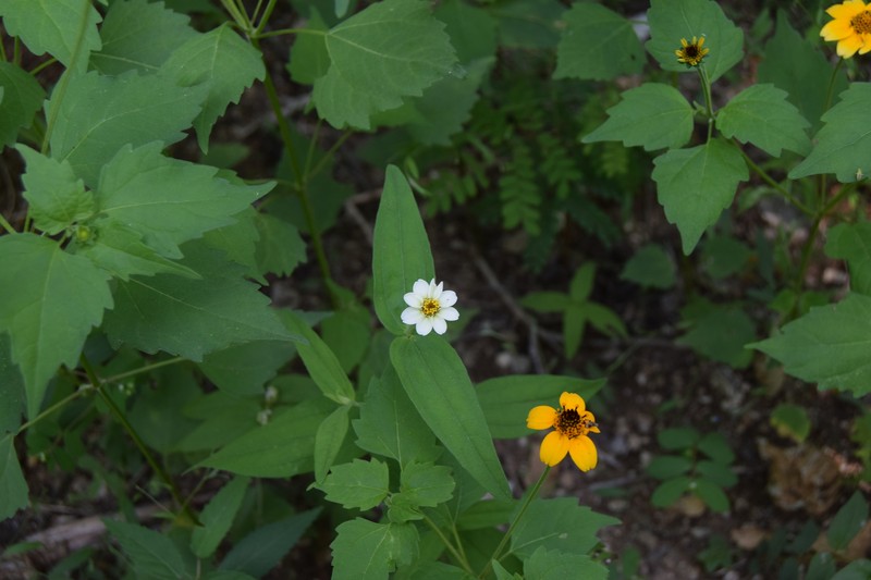 Zinnia leucoglossa photo 7
