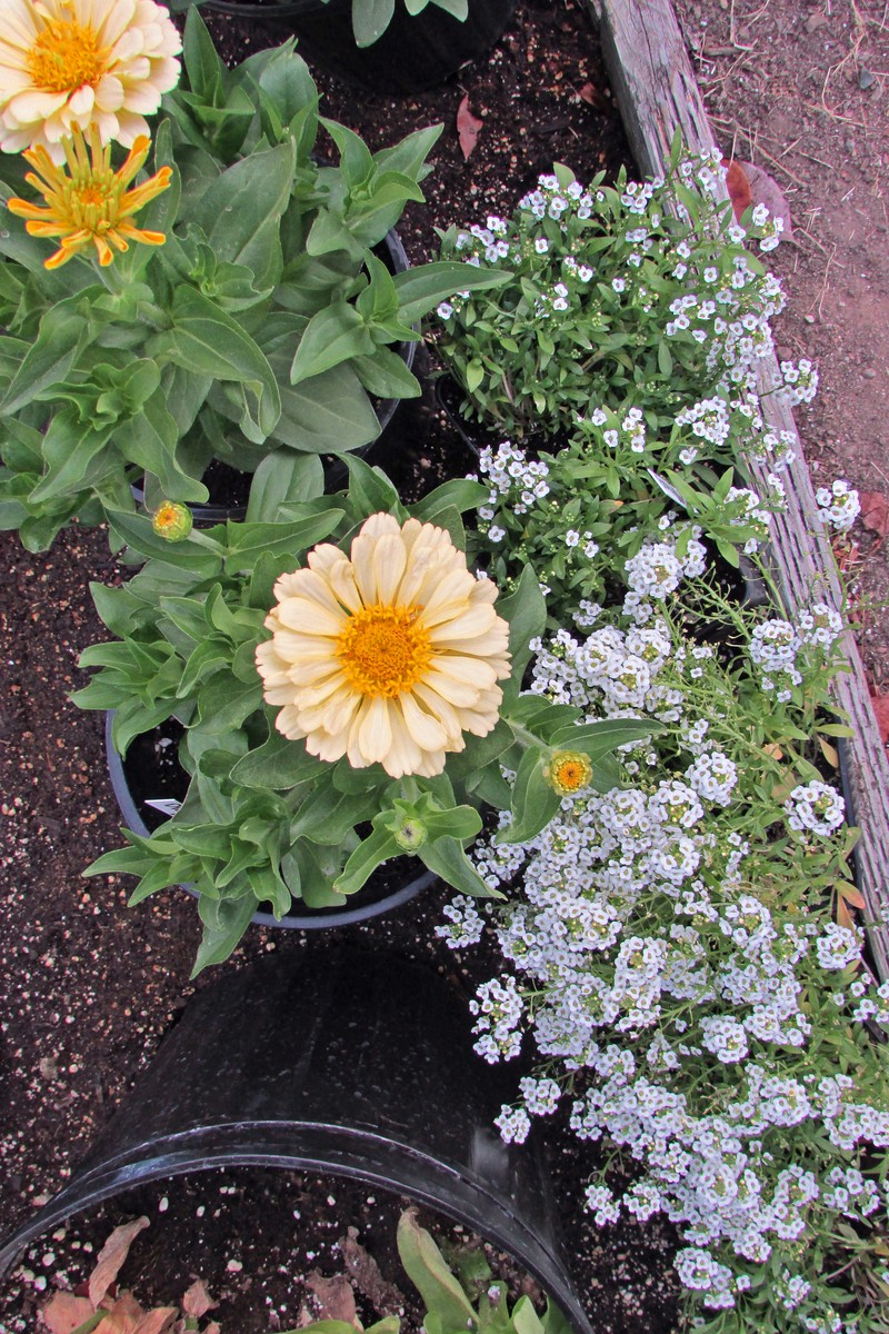 Palmer's Zinnia