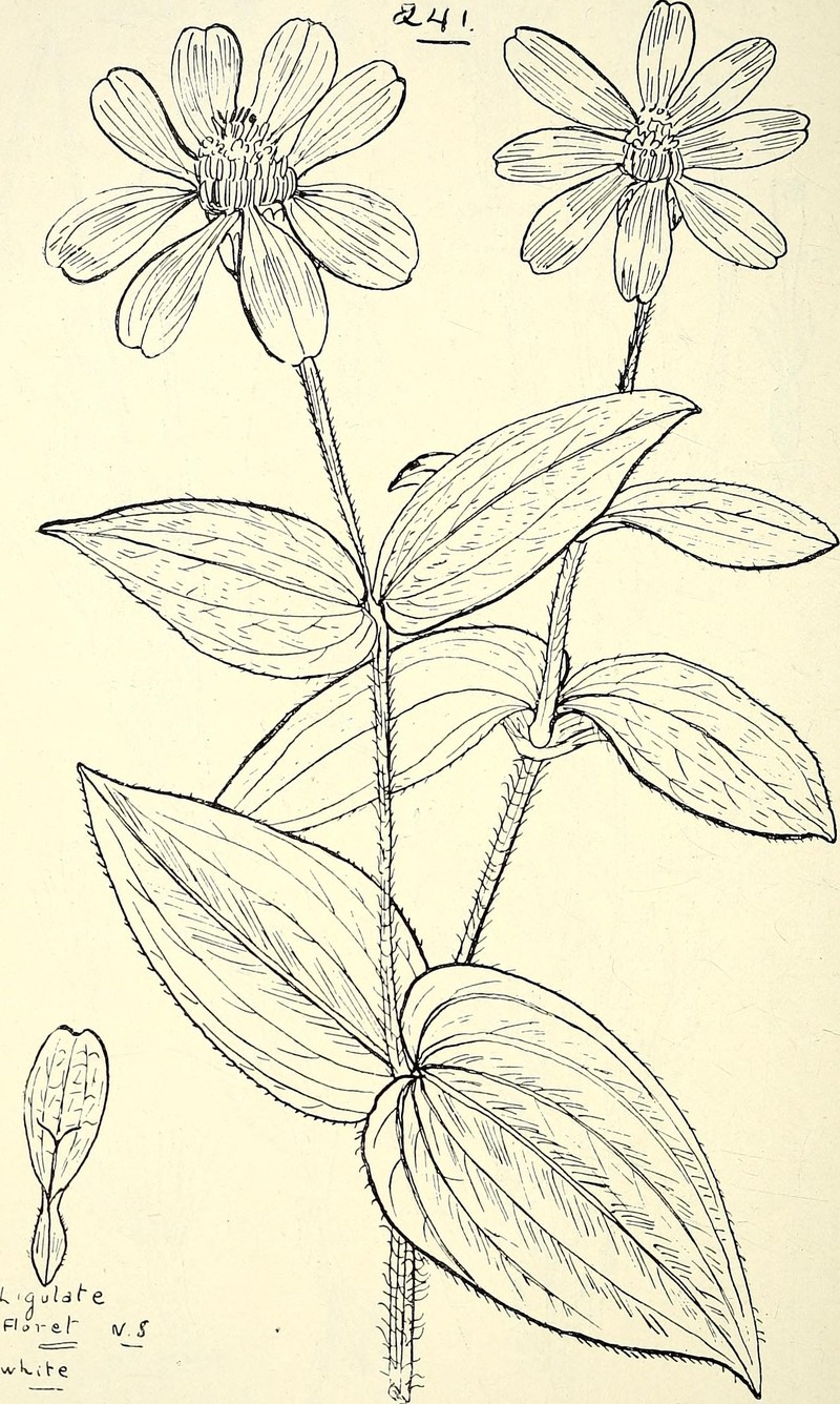 Palmer's Zinnia photo 2