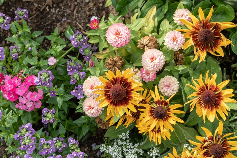 Palmer's Zinnia photo 4