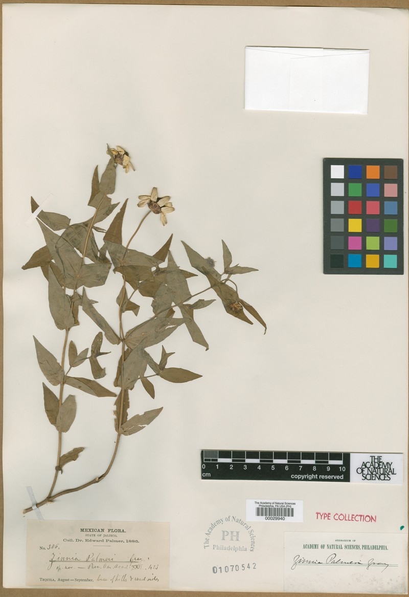 Zinnia maritima var. palmeri