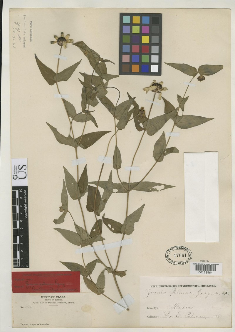 Zinnia maritima var. palmeri photo 2