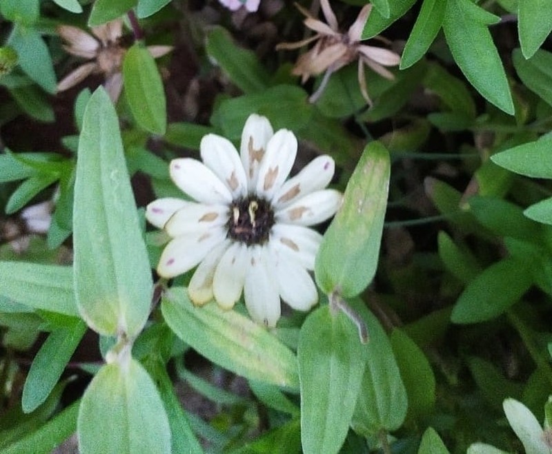 Zinnia marylandica photo 2