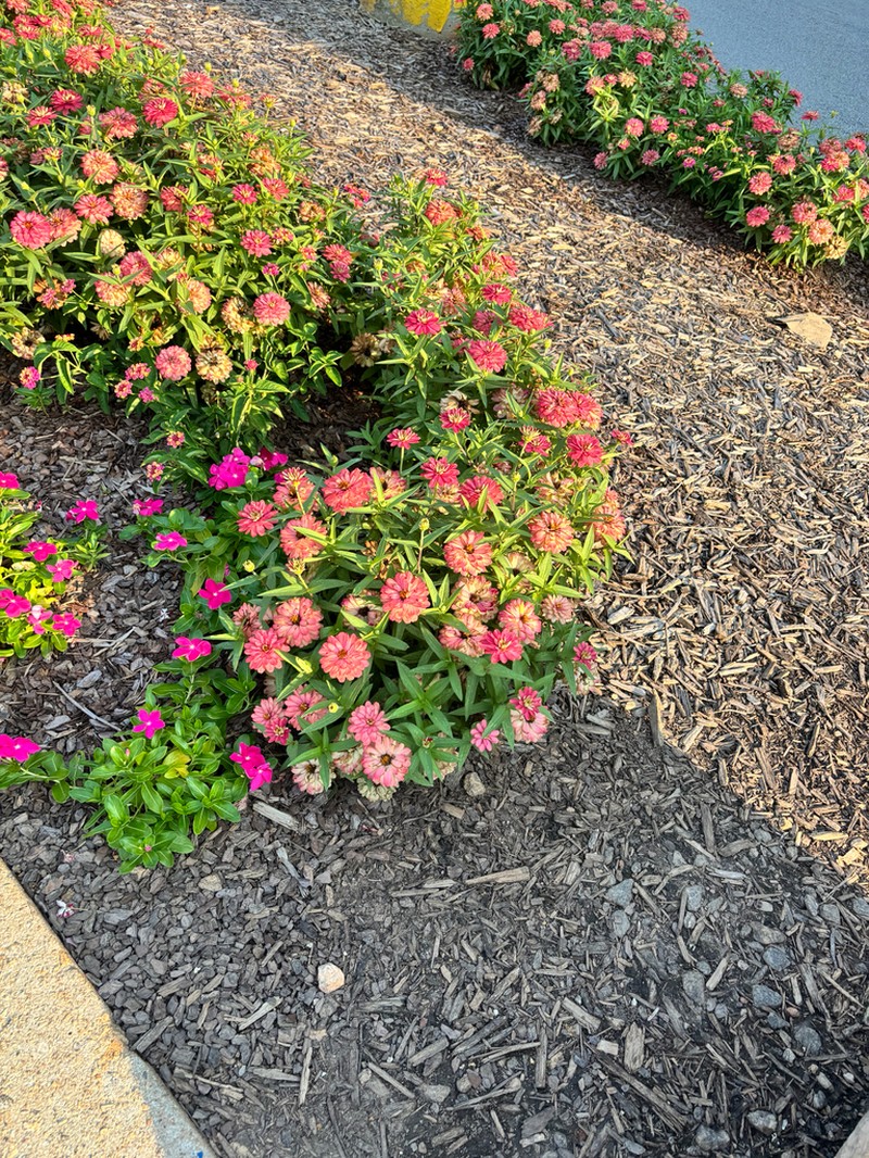 Zinnia marylandica photo 3