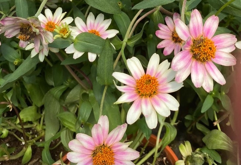 Zinnia marylandica photo 4