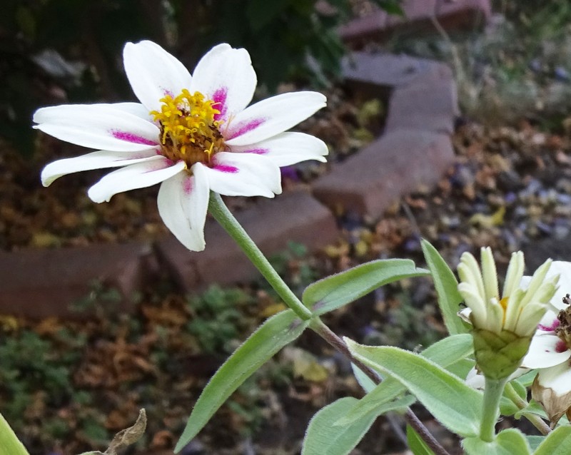 Zinnia marylandica