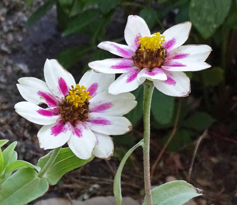Zinnia marylandica photo 5