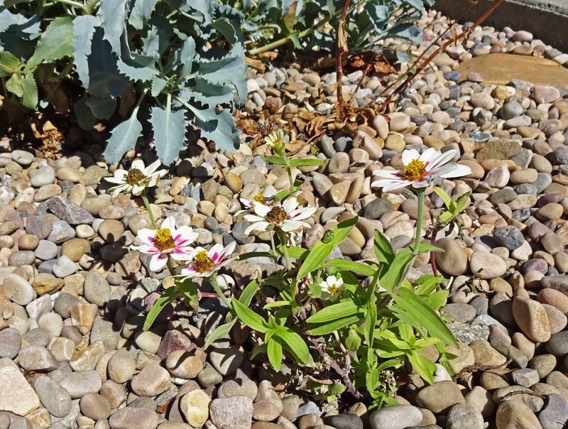 Zinnia marylandica photo 6