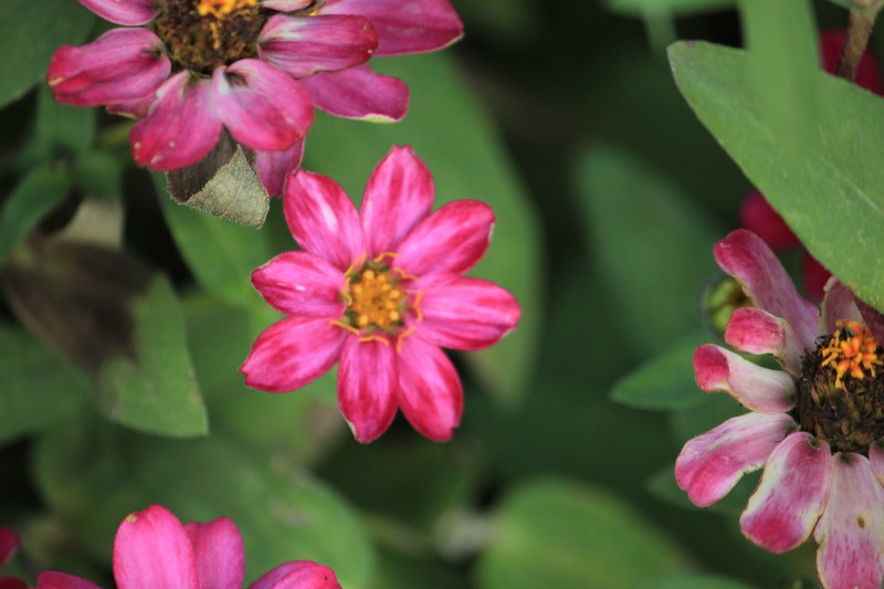 Zinnia marylandica photo 7