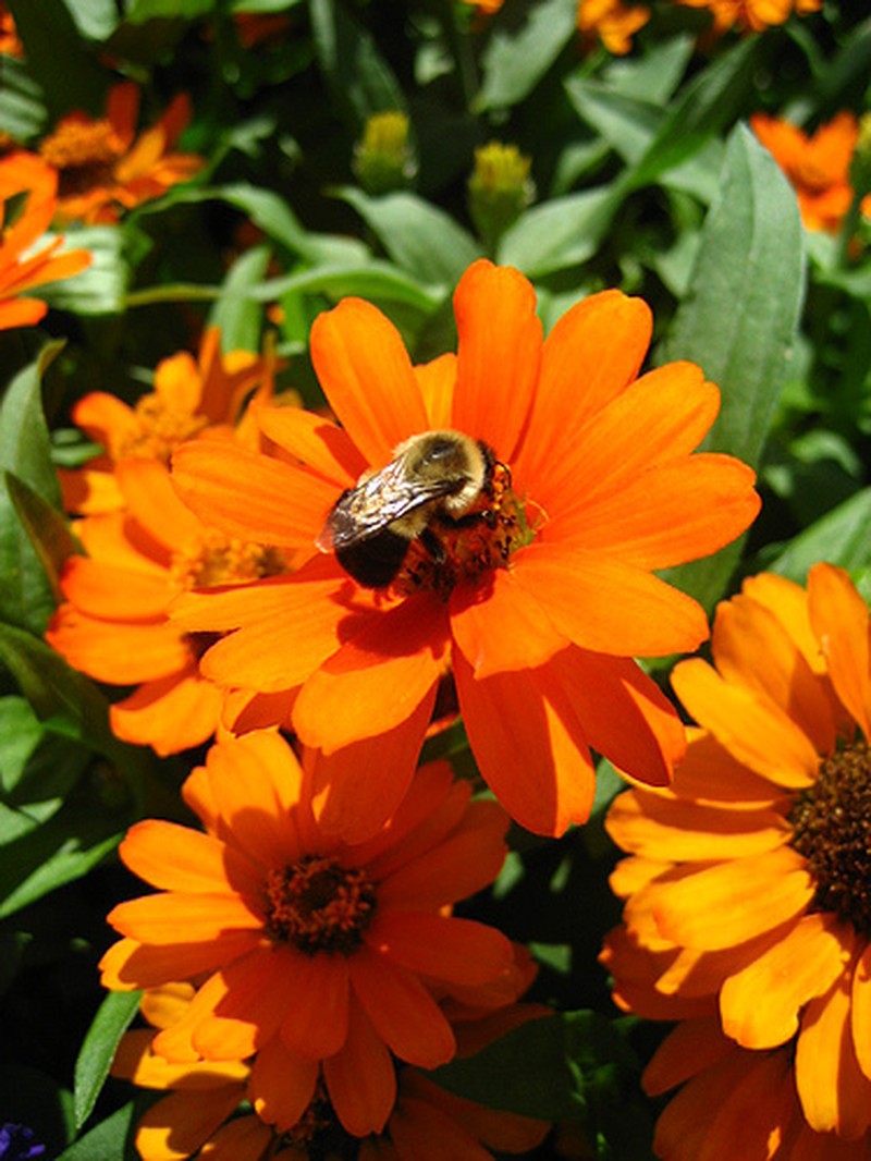 Zinnia marylandica photo 8