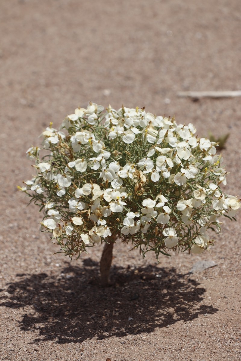 Zinnia oligantha photo 2