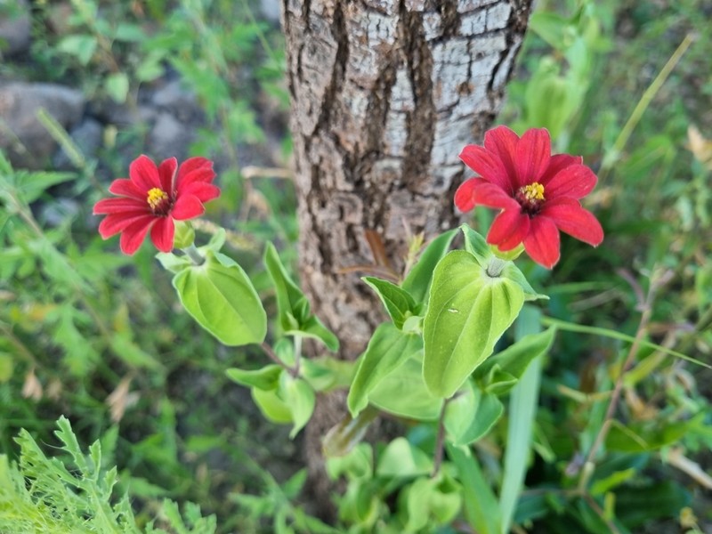 Peruvian Zinnia photo 3