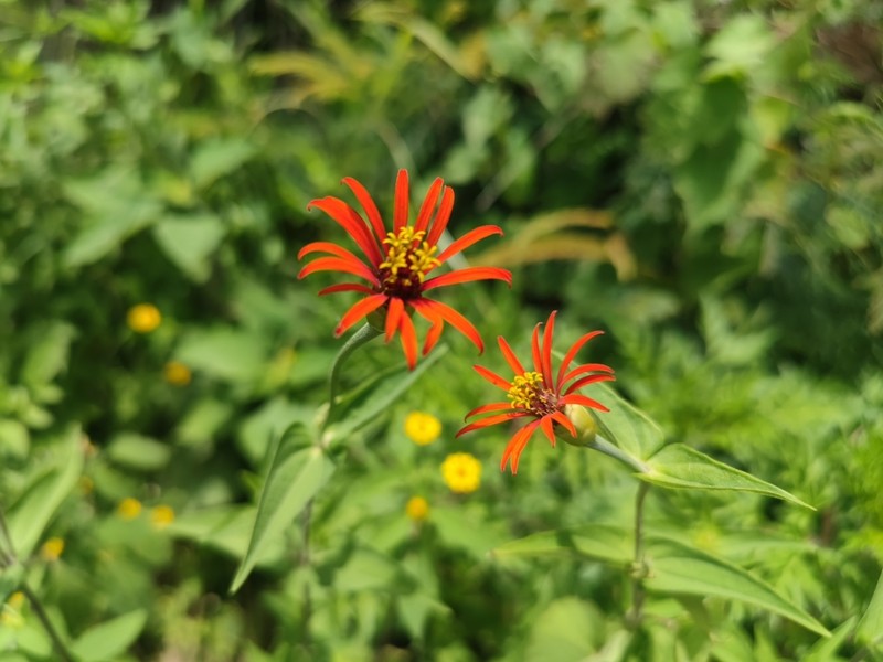Peruvian Zinnia photo 4