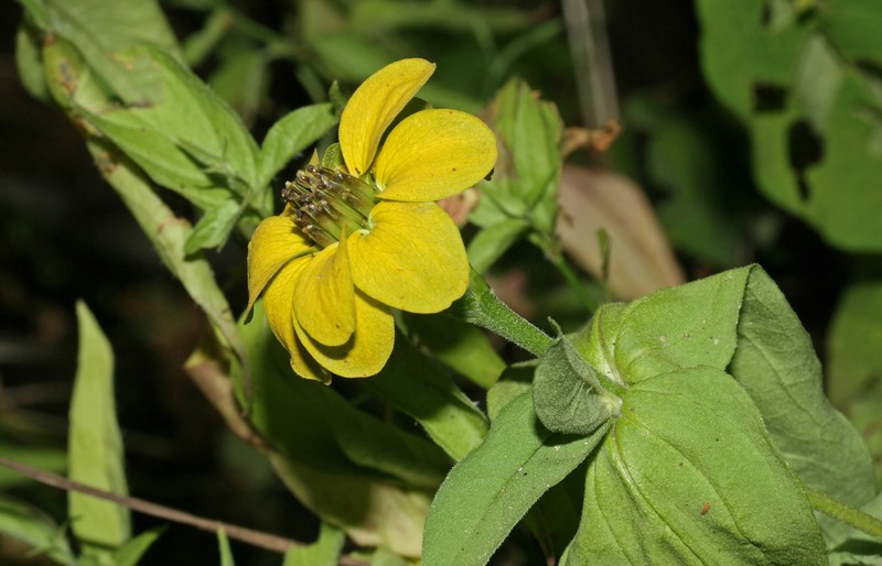 Peruvian Zinnia photo 5