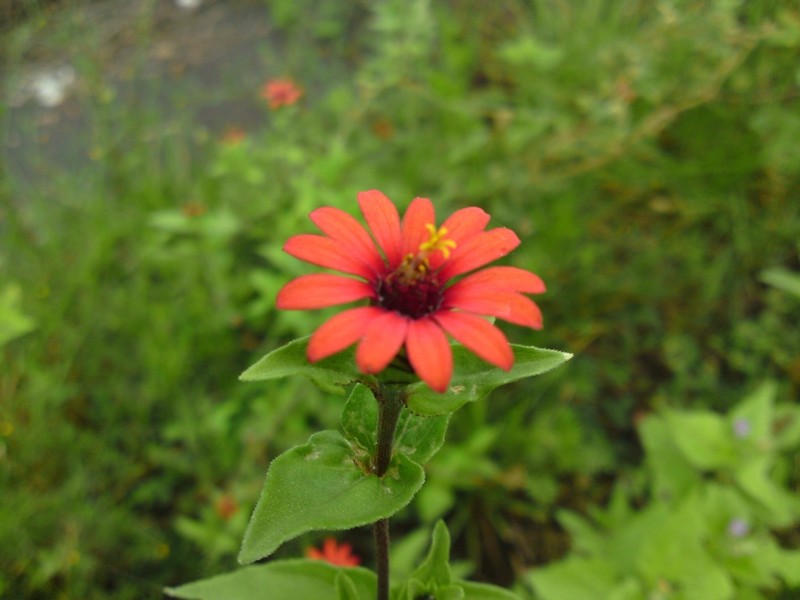 Peruvian Zinnia photo 6