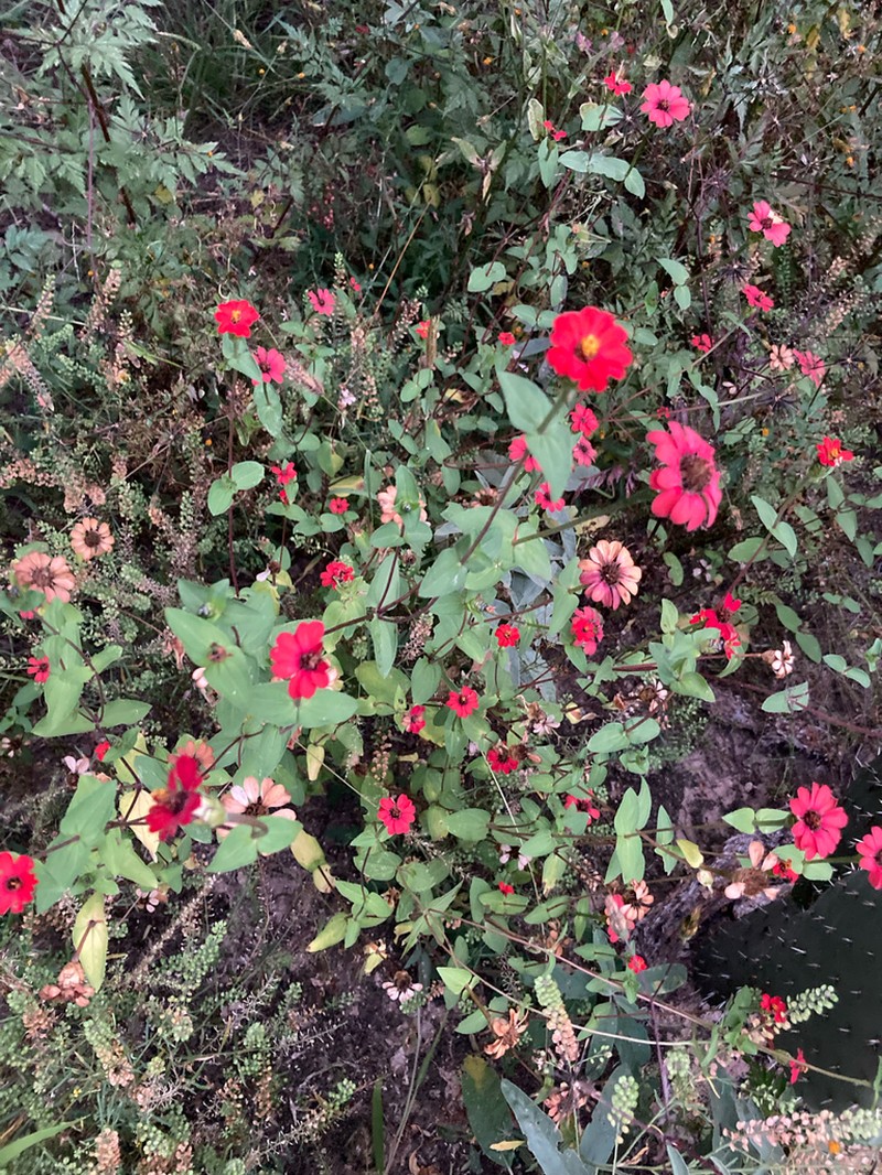 Peruvian Zinnia photo 7