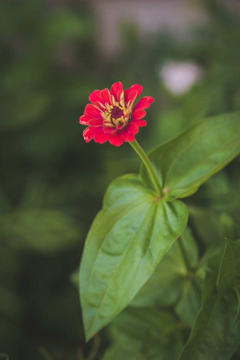 Peruvian Zinnia photo 2
