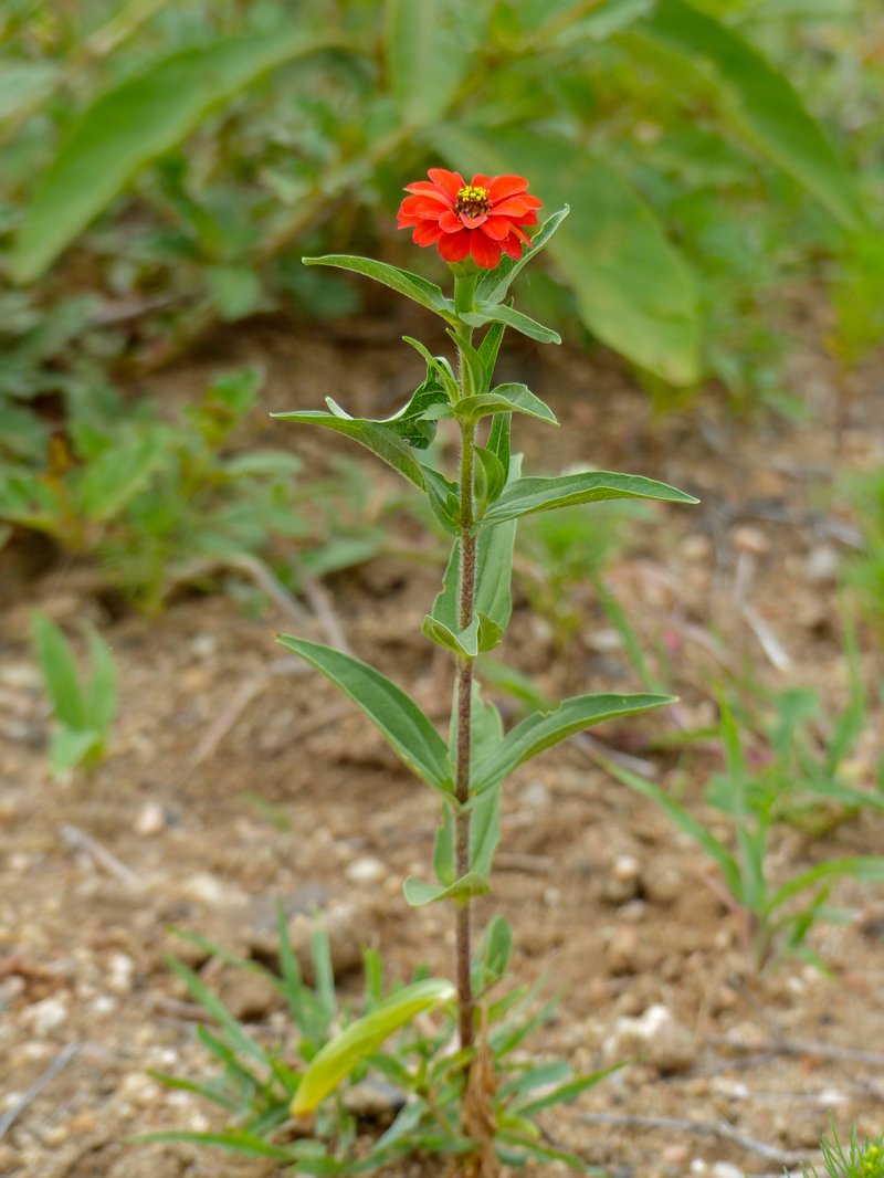 Peruvian Zinnia