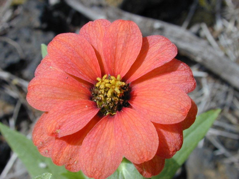 Peruvian Zinnia photo 6