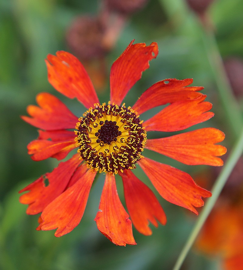 Peruvian Zinnia photo 3