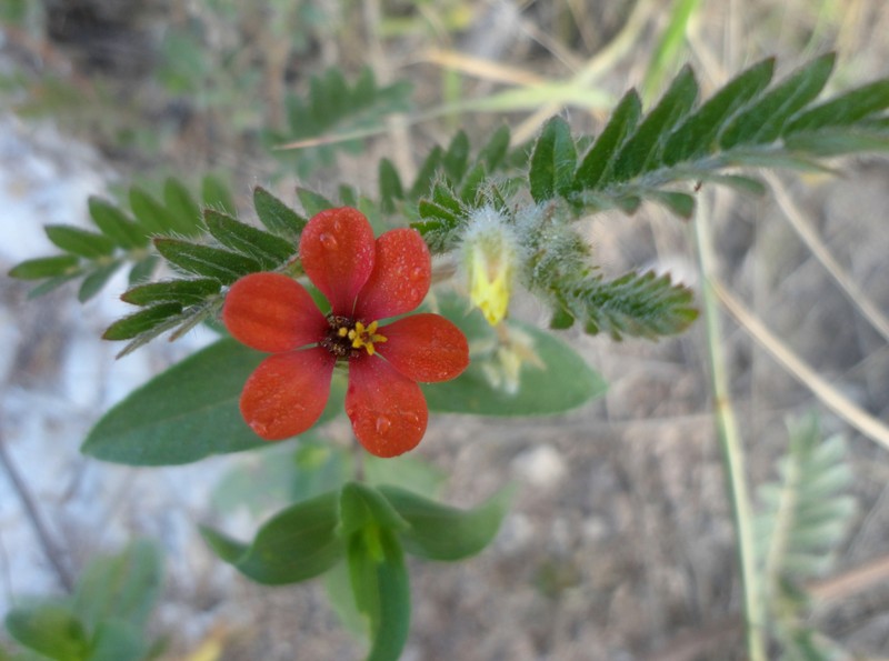 Peruvian Zinnia photo 4