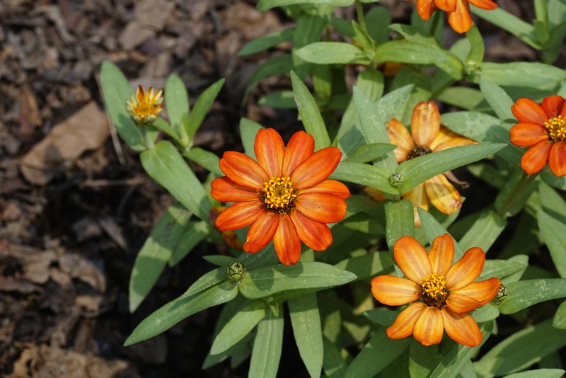 Peruvian Zinnia photo 5
