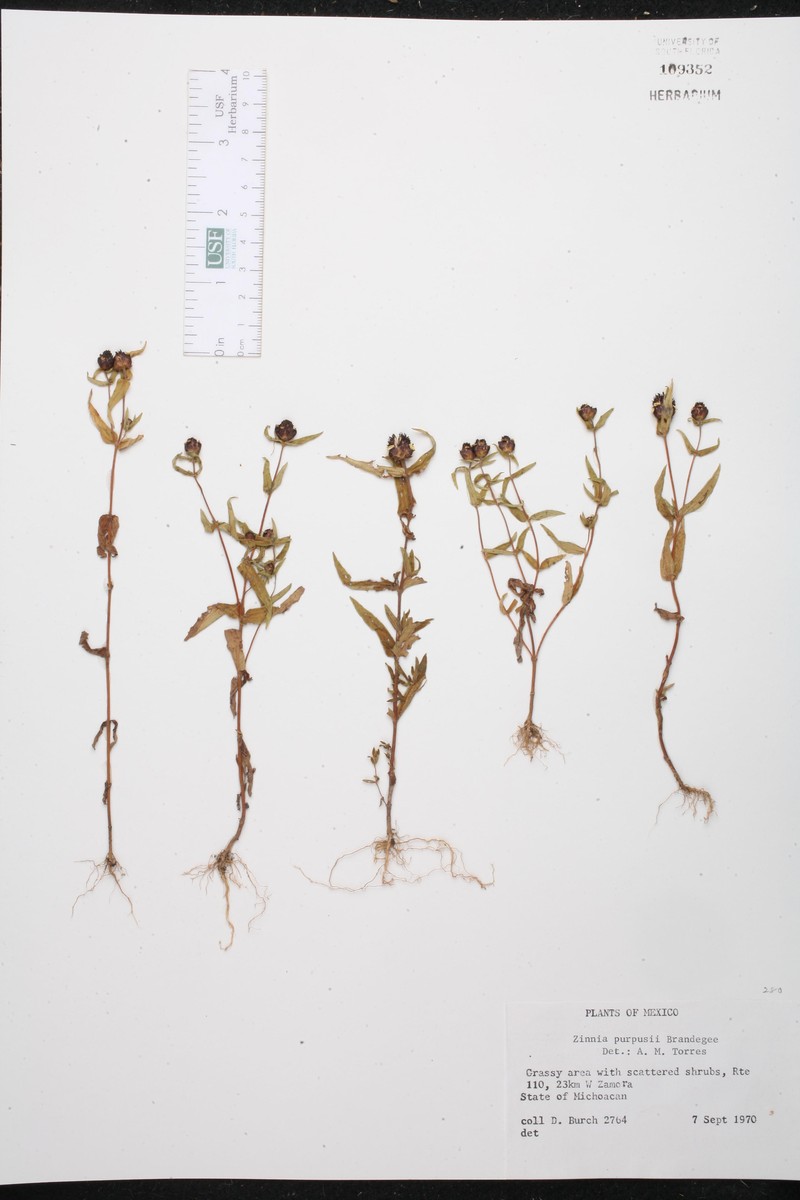Zinnia purpusii photo 2