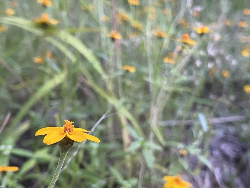 Zinnia tenella