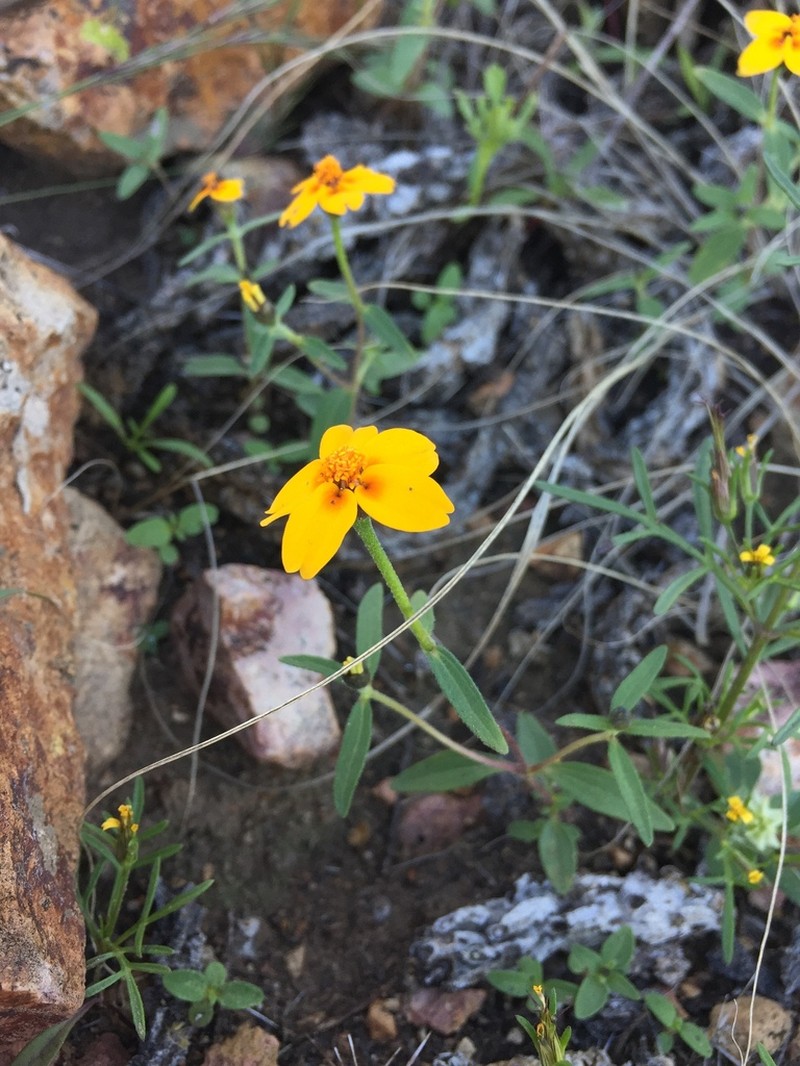 Zinnia tenella photo 2